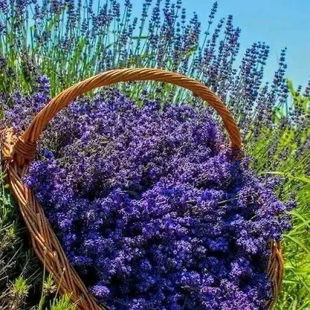 La Provencale Bed & Breakfast *