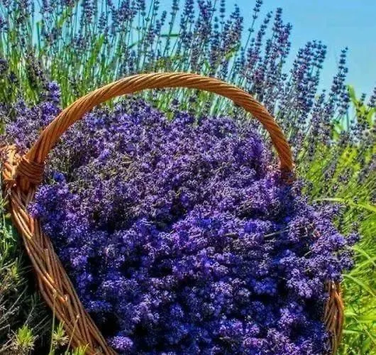 La Provencale Bed and breakfast *