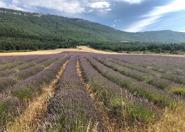 La Provencale *